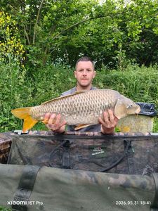Common Carp