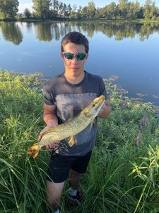 Northern Pike