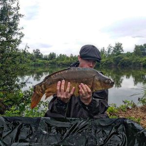 Mirror Carp