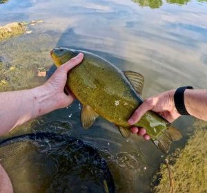 Tench