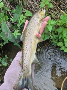 Sea Trout