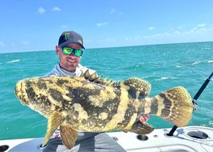 Goliath Grouper