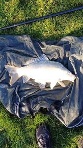 Mirror Carp