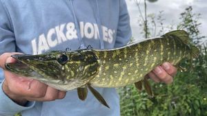 Northern Pike