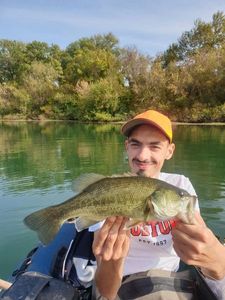 Largemouth Bass