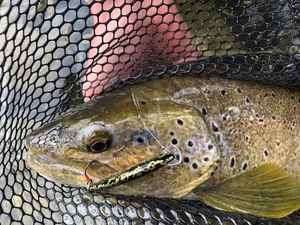Brown Trout