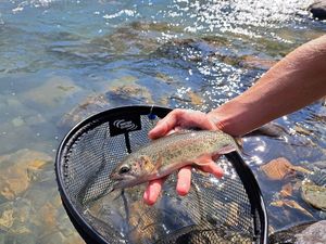 Rainbow Trout