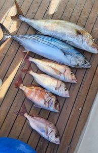 Greater Amberjack