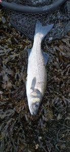 European Bass (Seabass)