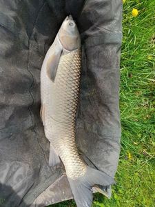 Grass Carp