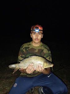 Crucian Carp