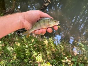 European Perch