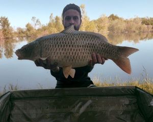 Common Carp