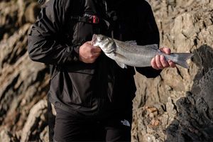 European Bass (Seabass)