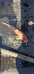 Gurnard