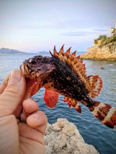 Brown Scorpionfish