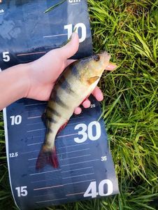 European Perch
