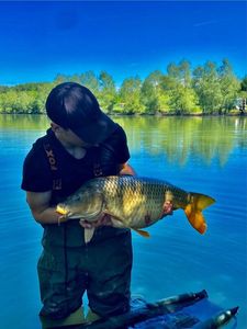 Common Carp