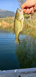 Largemouth Bass