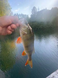 European Perch