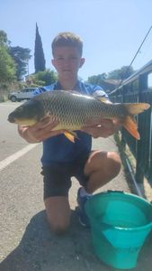 Common Carp