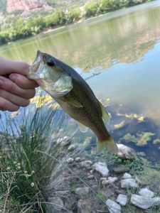 Largemouth Bass