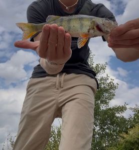 European Perch