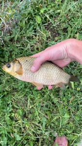 Crucian Carp