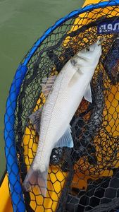 European Bass (Seabass)