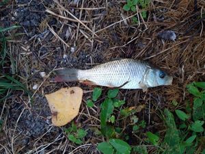 Roach