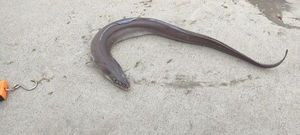 Conger
