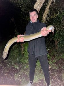 European Eel (Common Eel)