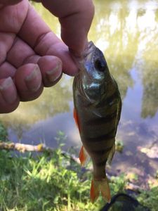 European Perch