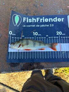 European Perch