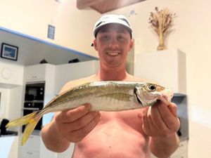 Atlantic Horse Mackerel