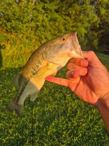 Smallmouth Bass
