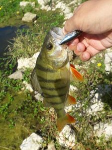 European Perch