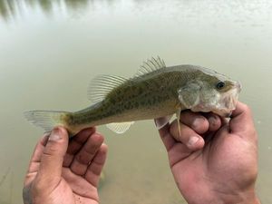 Largemouth Bass