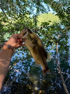 Largemouth Bass
