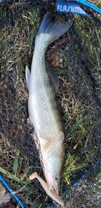 Zander