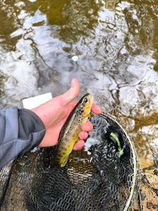 Brown Trout