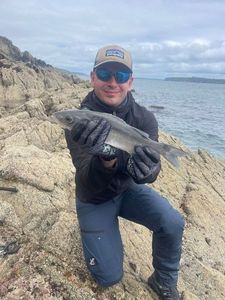 European Bass (Seabass)