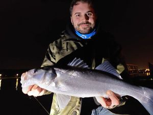 European Bass (Seabass)