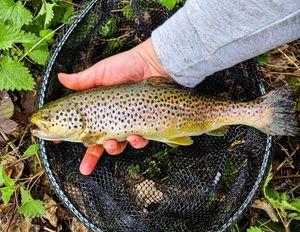 Brown Trout