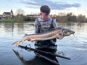 Dabry's Sturgeon