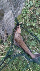 Grayling