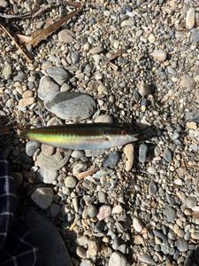 Mediterranean Rainbow Wrasse