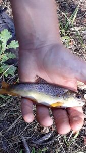 Brown Trout