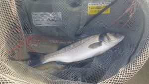European Bass (Seabass)