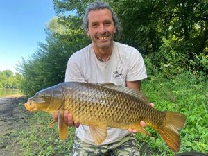 Common Carp